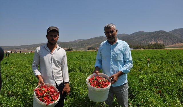 Kuraklığın vurduğu biberde hasat başladı