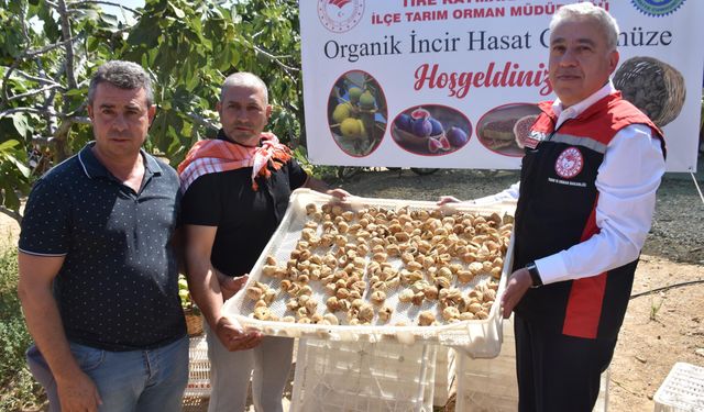 İncirde hasat başladı; kerevetlerde kurutuluyor