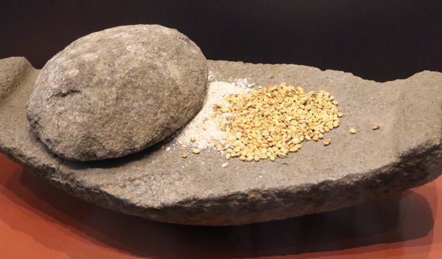 Oymaağaç Höyüğü kazılarında 3 bin yıllık fındık kabuğu bulundu