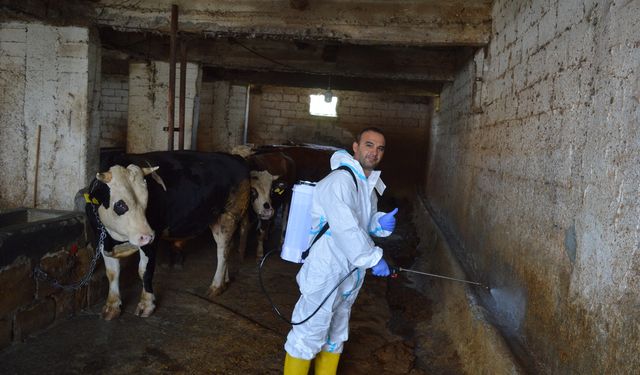 65 yıl sonra yeniden görülen Şap SAT-1’e karşı etkin mücadele