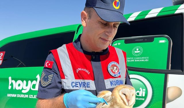 Yaralı Halde Bulunan Peçeli Baykuş Tedavi Edilip Doğaya Salındı