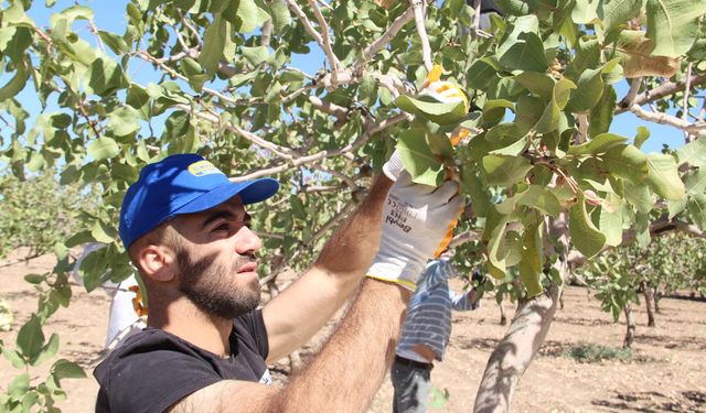 Batman'da fıstık hasadı başladı