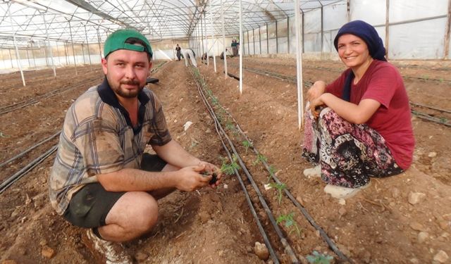 52 bin dönüm serada güz dönemi üretimi domates ekimiyle başladı
