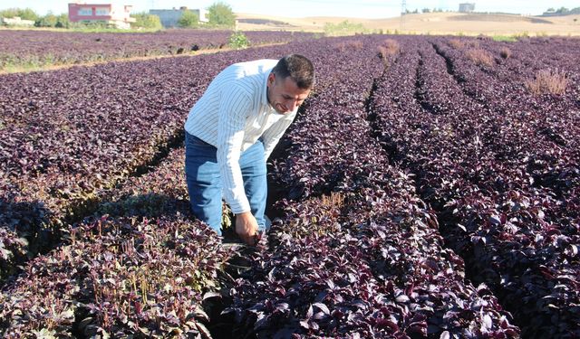 Bir çiftçinin hayali: Batman'ı mor reyhanla dünyaya tanıtmak