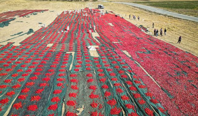 Kurutmalık domates üretimi yüz güldürüyor
