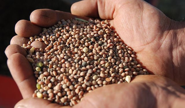 Batman'da çiftçilere yüzde 75 hibeli mercimek tohumu desteği