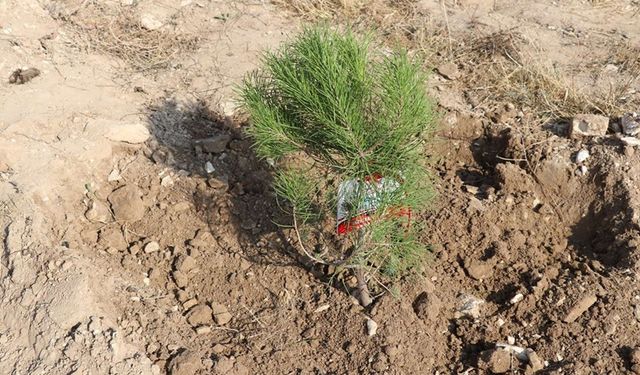 Uzmanlar, Yanan alanlarda fidan dikiminde acele edilmemeli