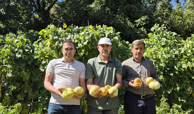 Sason’un 700 Gramlık Dev Domatesleri Göz Kamaştırıyor!