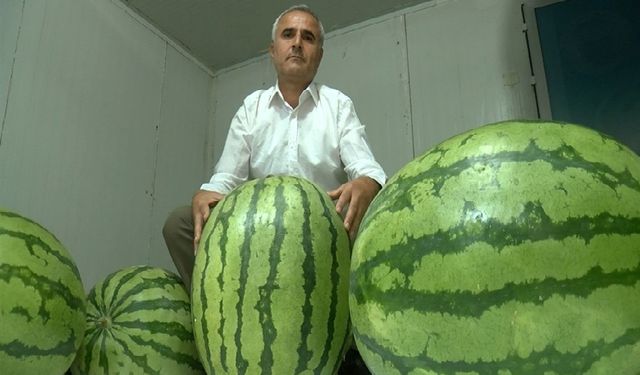 Diyarbakır’da yarışma öncesi karpuzlar soğuk hava deposunda korunuyor