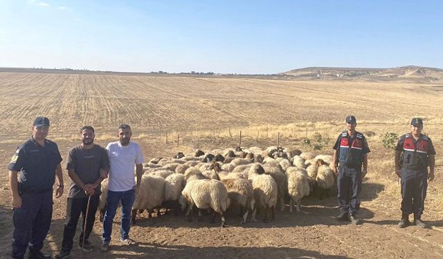 Kaybolan Küçükbaş Hayvanlar Jandarma Dronuyla Bulundu