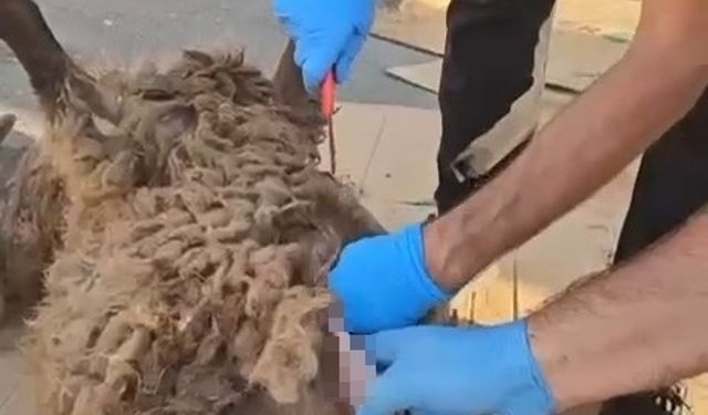 Diyarbakır'da akıllara durgunluk veren uyuşturucu sevkiyatı