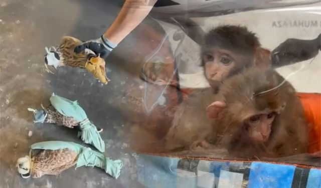 Habur Gümrük Kapısı'nda Şahin ve Makak maymunu ele geçirildi