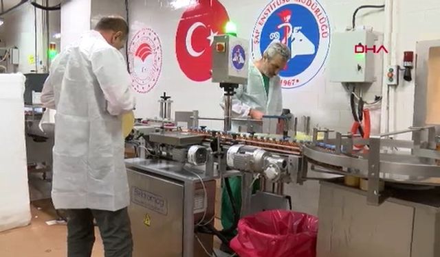 Şap hastalığına 13 milyon 763 bin doz aşı üretildi
