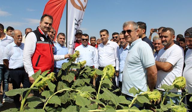 Batman’da Ayçiçeği Atağı: 762 Dekarlık Tarlada "Tarla Günü" Etkinliği Düzenlendi