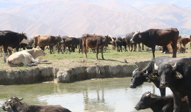 Yüksekova'da manda yetiştiriciliği yeniden geçim kaynağı oldu