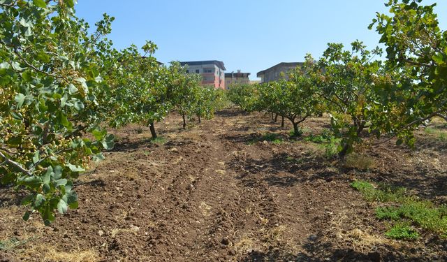 Siirt Tarım ve Orman İl Müdürlüğü’nden fıstık üreticilerine bahçe tesisi uyarısı