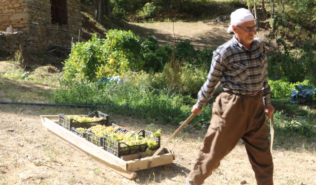 80 yaşında, her yıl tonlarca üzümü kızakla köyüne taşıyor