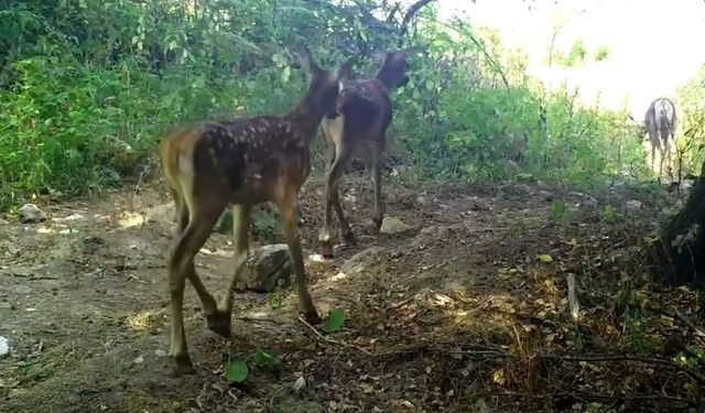Foto kapanlar kızıl geyik ailesini görüntüledi