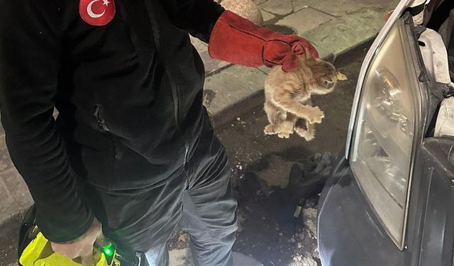 Bir Patinin Hayatını Kurtarmak İçin Seferberler
