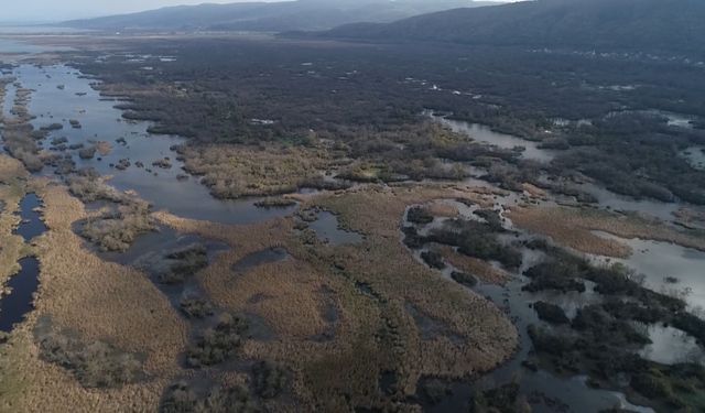 Türkiye’nin 3’üncü büyük longozu da kurudu