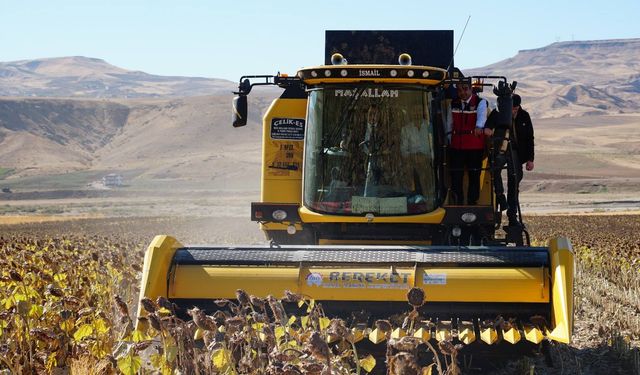 Beşiri’de İkinci Ürün Ayçiçeği Yüzleri Güldürdü!