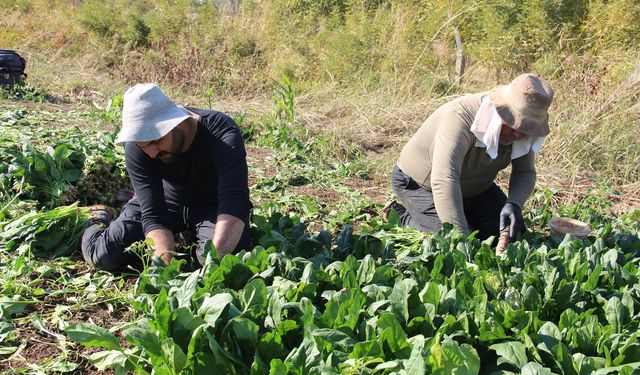 Üretiyoruz ama emeğimizin karşılığını alamıyoruz