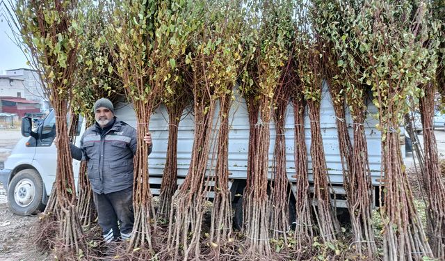 Kayısı fidanı satıcıları: Talep artarak büyüyor