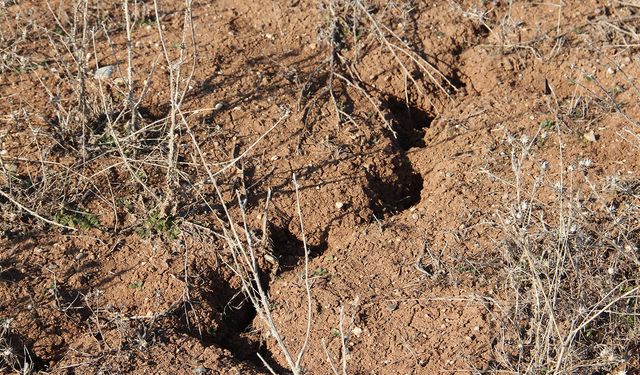 Çiftçi tarlaya giremiyor, kuraklık büyük tehdit oluşturuyor