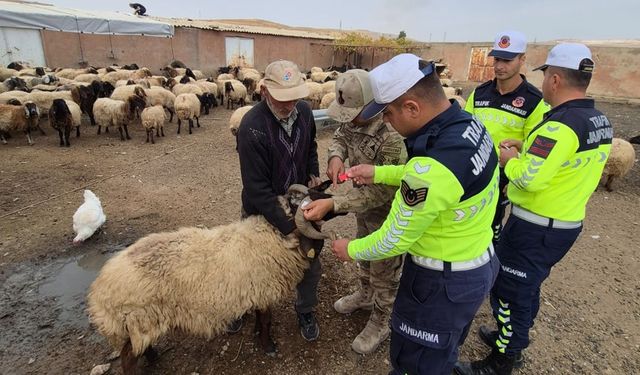 Sürü hayvanlarına gece görünürlüğü için reflektif bant uygulandı
