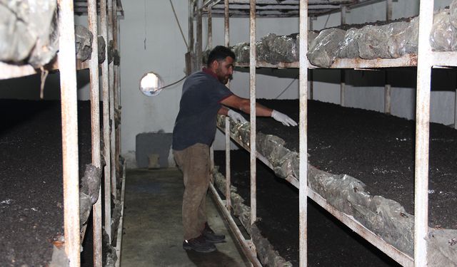 Eski inşaat işçisi kendi kültür mantarı tesisini kurdu