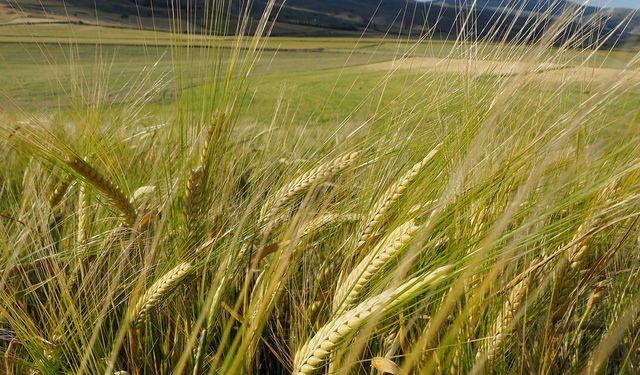 Dünyanın en büyük arpa üreticileri açıklandı