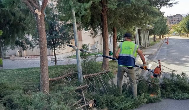 Batman'da budanan ağaç dalları kışlık yakacak desteğine dönüştü