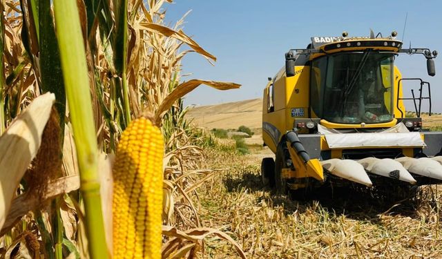 Mısır hasadı başladı. Verim iyi, fiyat çiftçiyi hayal kırıklığına uğrattı