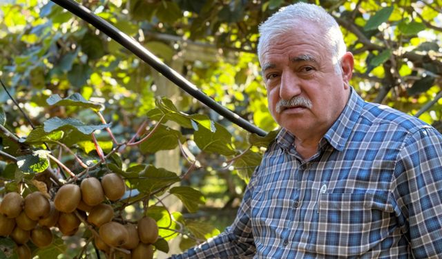 Kivi için ‘erken hasat’ uyarısı