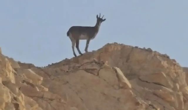 Siirt–Şırnak sınır hattında yaban hayatının zenginliği bir kez daha gözler önüne serildi