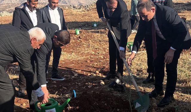 Şırnak’ta çiftçilere zeytin fidanı dağıtıldı