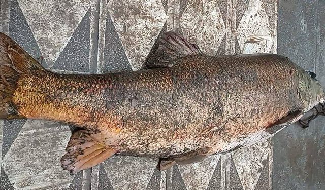 Murat Nehri'nde 60 kilogramlık turna balığı yakalandı