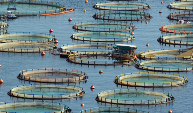 Türkiye, su ürünleri avcılığı ve yetiştiriciliğinde bölgesinde lider konumda