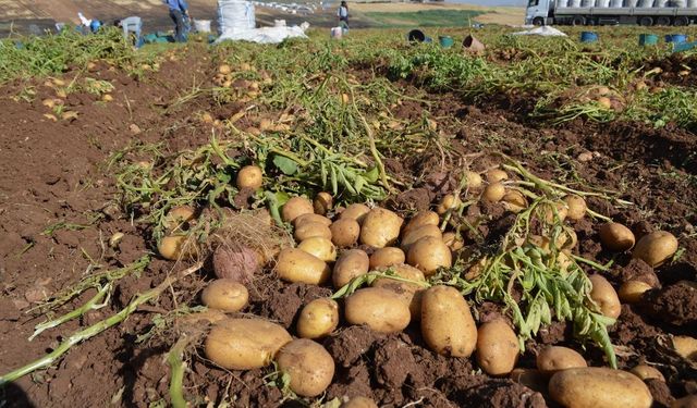 Tarım ÜFE kasımda aylık bazda geriledi