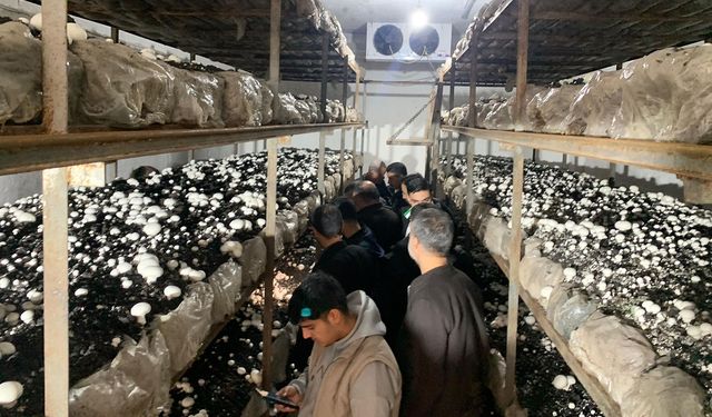 Sason’da Kültür Mantarı Sezonu Açıldı: Hedef 50 Ton Üretim