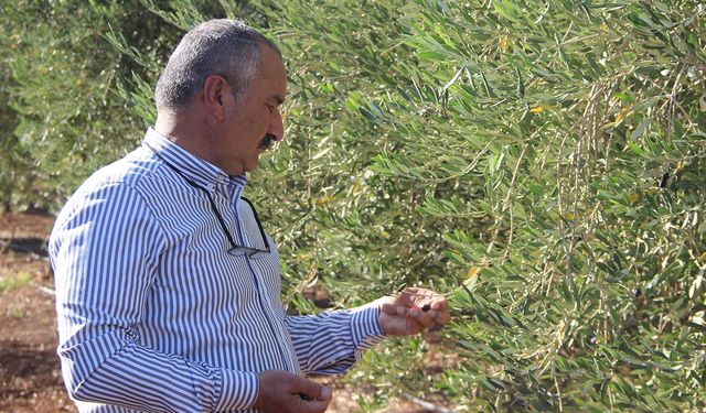 Şırnak’ta zeytine don vurdu