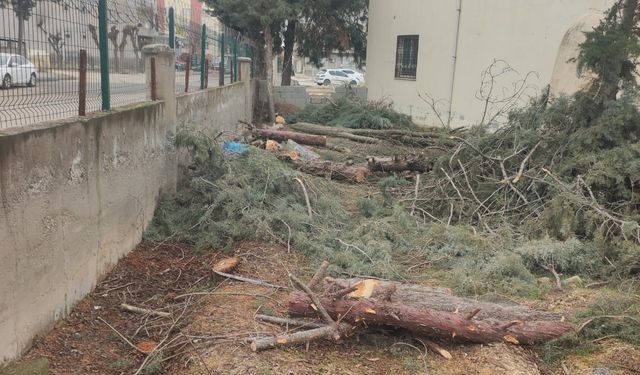 Cami Bahçesinde Ağaç Kıyımı