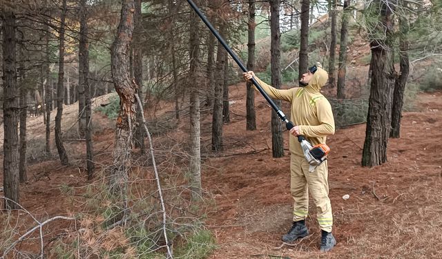 Mesire Alanında Çam Ağaçlarına Nefes Budaması