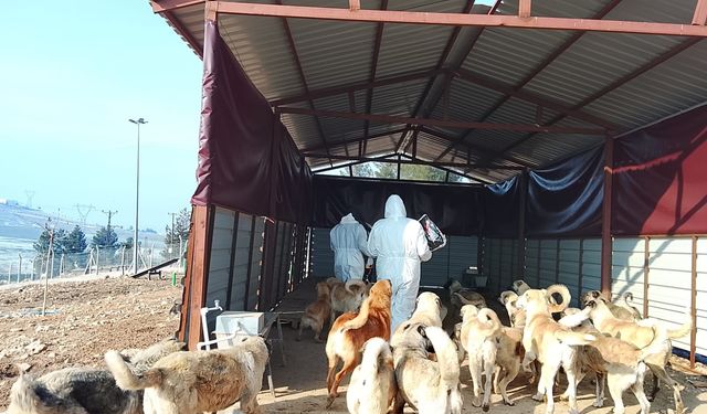 2 Bin 500 Hayvanın Maması Yüzde 50 Artırıldı