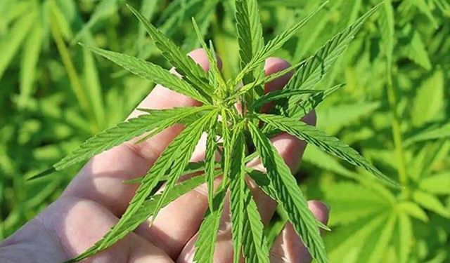 21 ilde Kenevir üretimi için izin çıktı