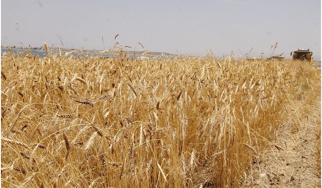 Anadolu Tarım İşletmesi 327 ton buğdayı satışa çıkarıyor