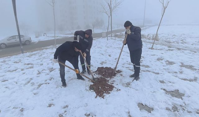 Kuruyan ağaçların yerine yenileri dikiliyor