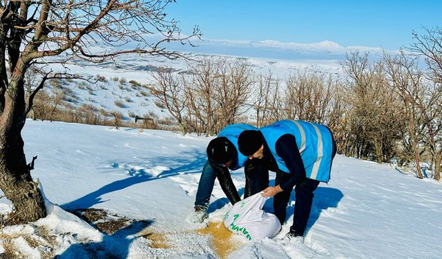 Sokak Hayvanları İçin Seferberlik