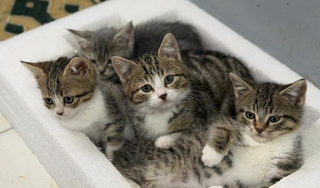 Yaralı Kediler Yeniden Hayata Tutunuyor