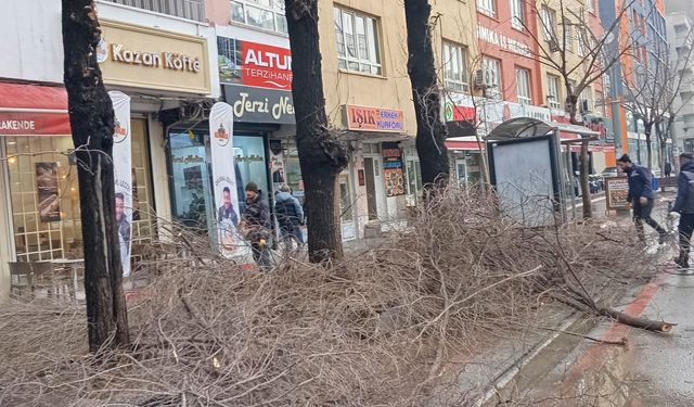 Batman’da trafiği engelleyen ağaçlar budandı